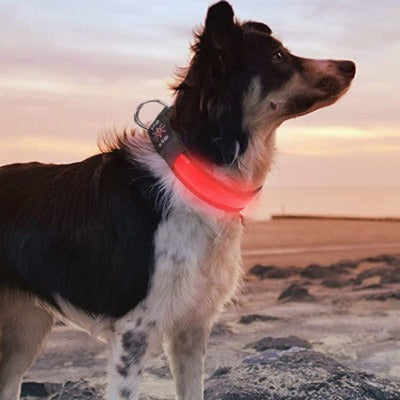 Collier lumineux pour chiens - Boutique Courir