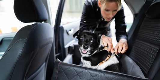 chien-en-voiture siege-auto-chien