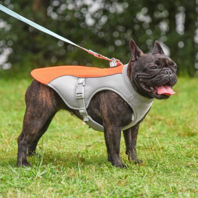 GILET RAFRAICHISSANT CHIEN | FRESHNESS™