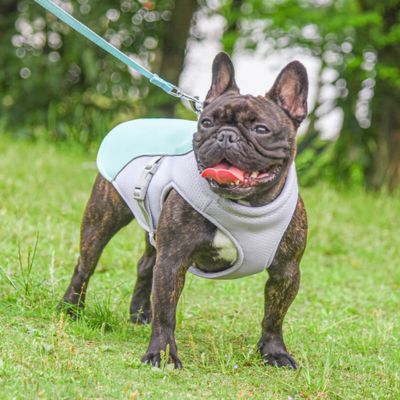 GILET RAFRAICHISSANT CHIEN | FRESHNESS™