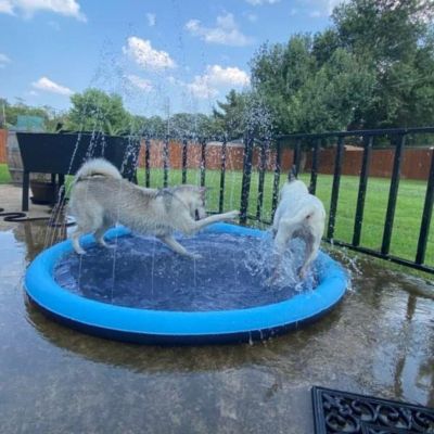 PISCINE POUR CHIEN | WaterDog™