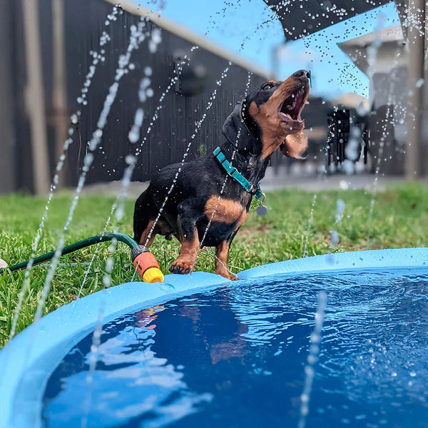 PISCINE POUR CHIEN | WaterDog™