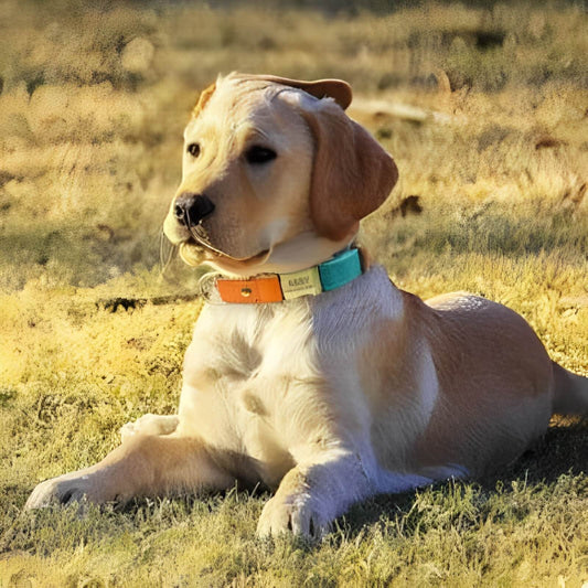 COLLIER CHIEN PERSONNALISÉ | CanineCharm™