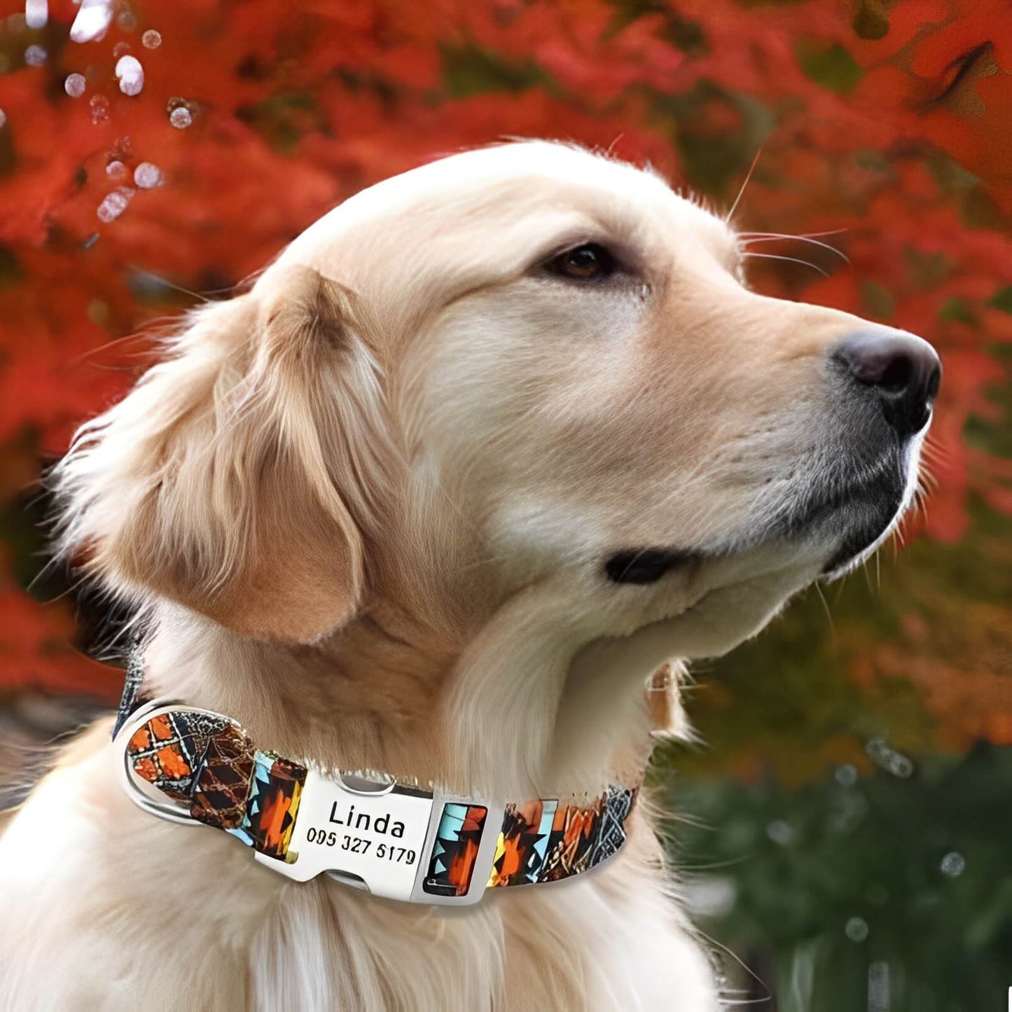 collier-chien-personnalisé-noir