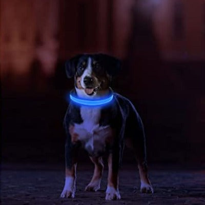 collier-lumineux-chien-bleu