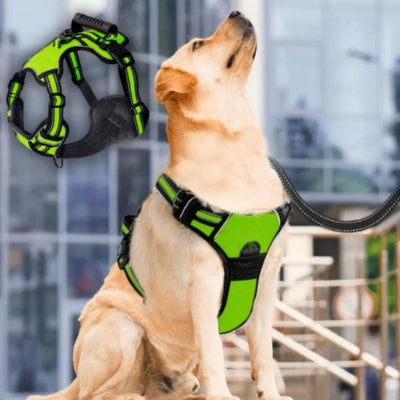 Harnais anti traction chien｜Harness™ – Le chien choyer