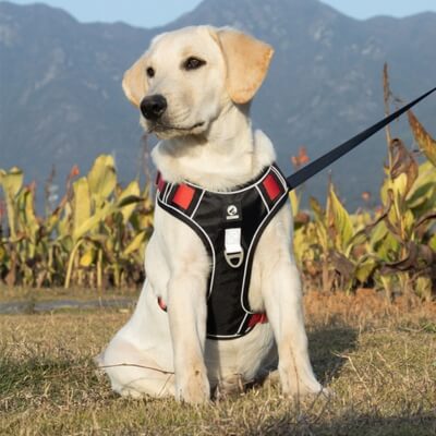 HARNAIS CHIEN ANTI TRACTION｜CanineComfort™ – Le chien choyer