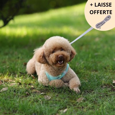 HARNAIS PETIT CHIEN｜HarnessPuppy™