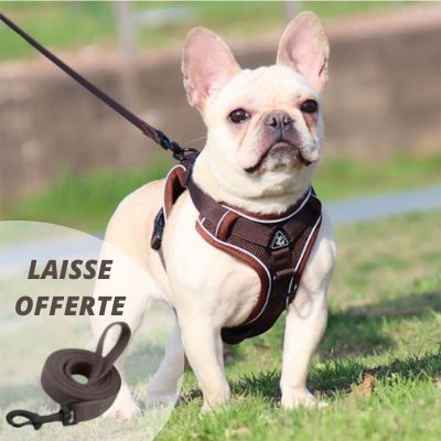 HARNAIS PETIT CHIEN｜SmallHarness™