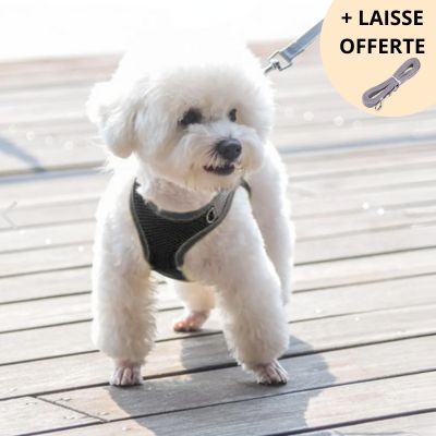 HARNAIS PETIT CHIEN｜HarnessPuppy™