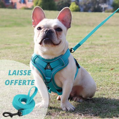 HARNAIS PETIT CHIEN｜SmallHarness™