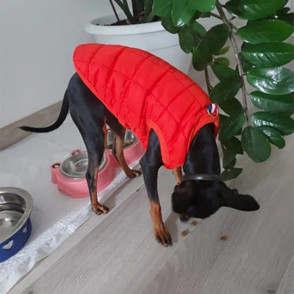 manteau-pour-petit-chien-confortable