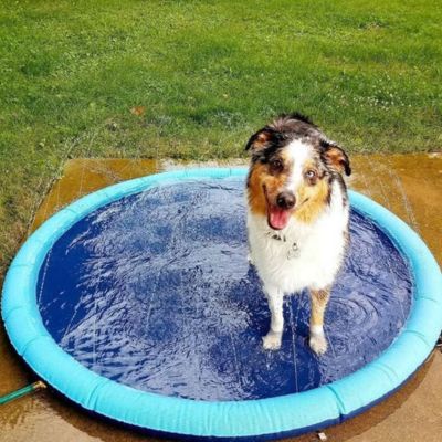 PISCINE POUR CHIEN | WaterDog™