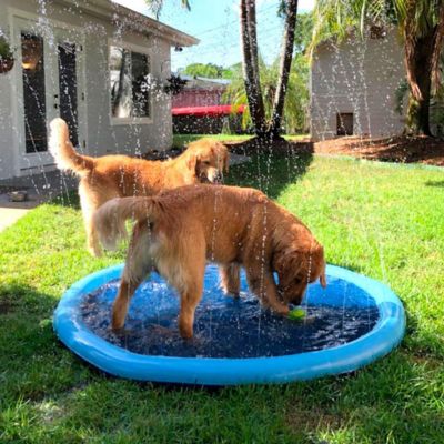 piscine-pour-chien