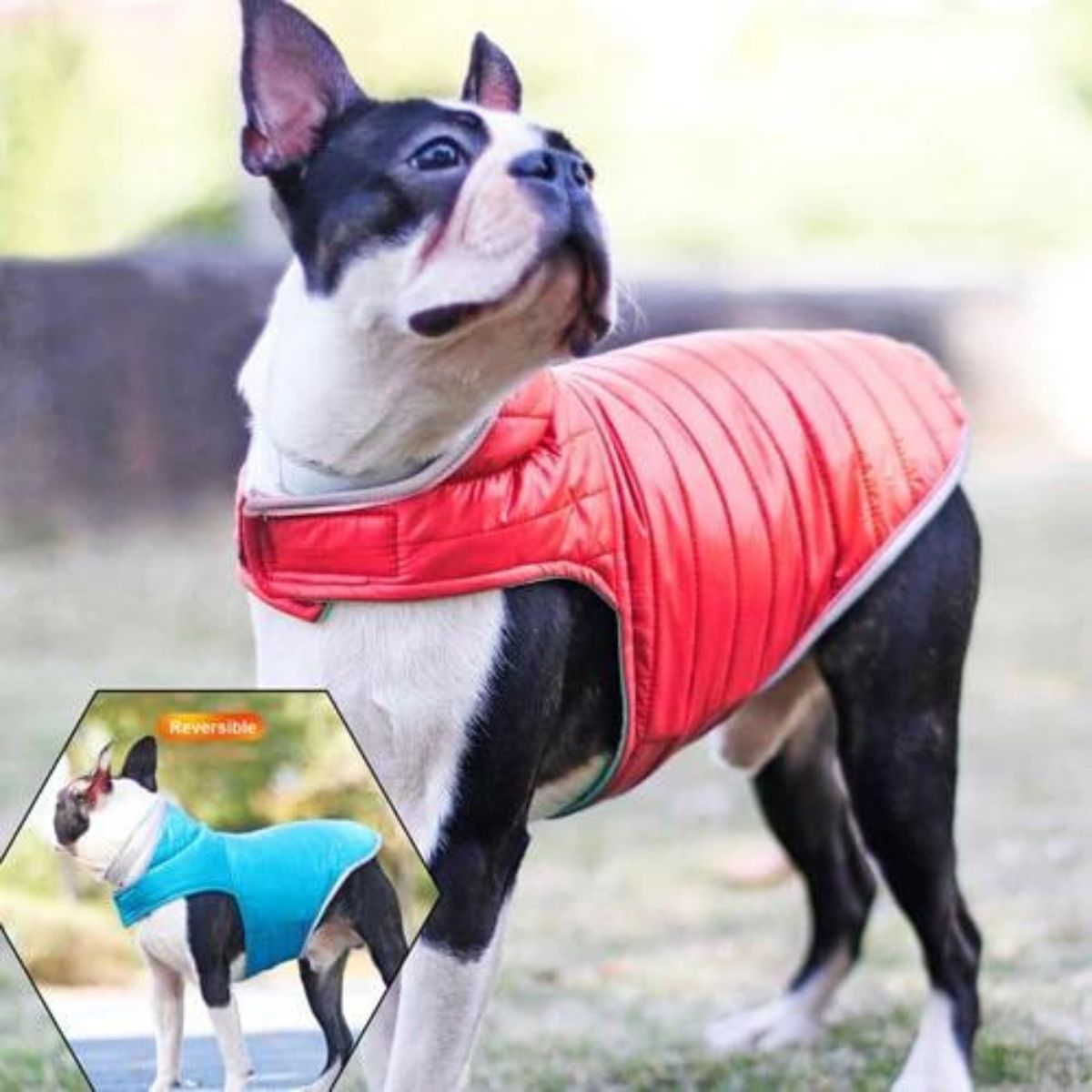 MANTEAU POUR CHIEN | WINTER JACKET™