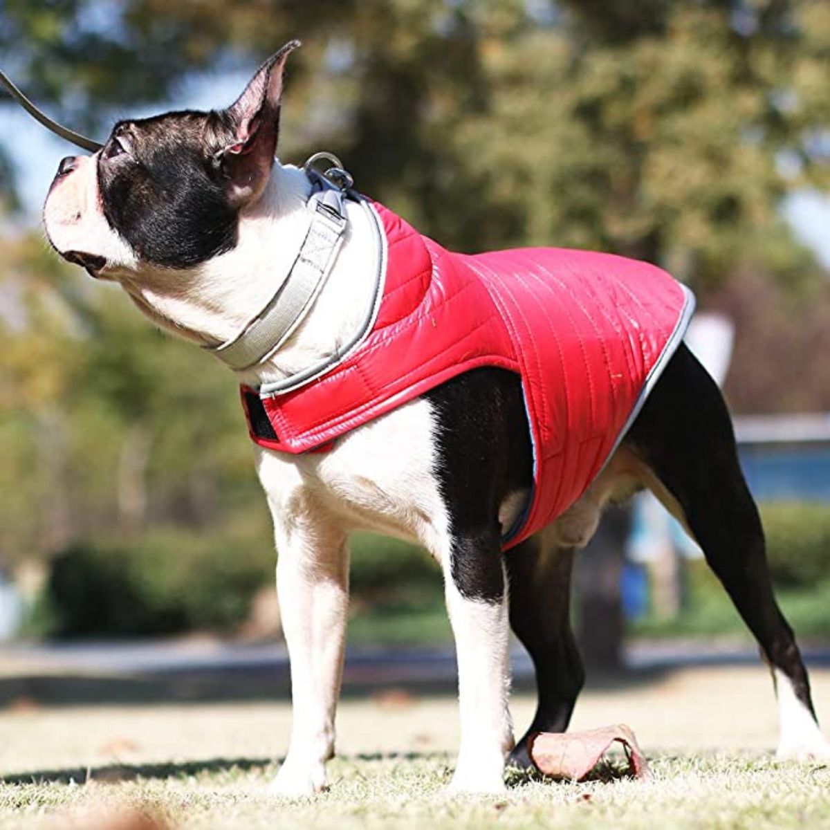 MANTEAU POUR CHIEN | WINTER JACKET™